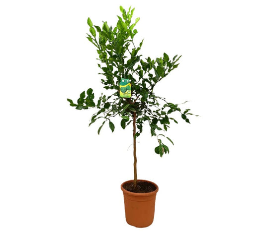 Lima Hystrix M26 80-100cm (kaffir)