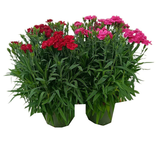 Clavel Peman M13_0