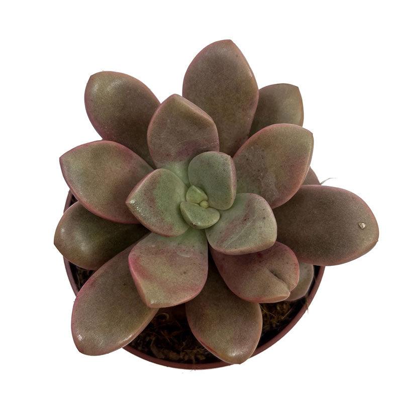 Graptoveria 'cumbre Vieja' Cactus Y Suculentas M8,5 cm Ø_1