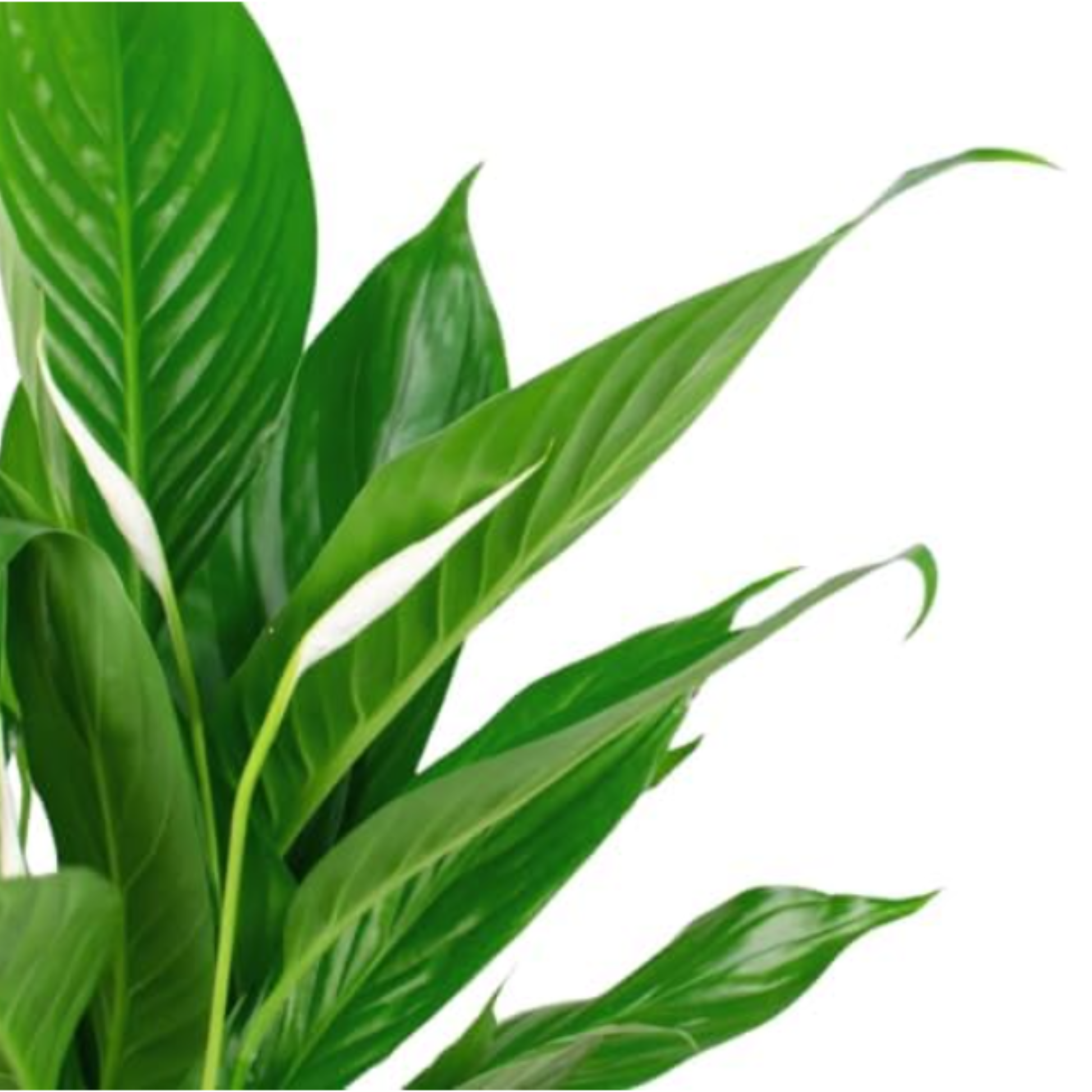 Pack 2 Plantas  Spathiphyllum - Planta De Lirio De Paz  En Maceta Ø9cm_1