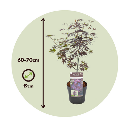 Arce Japonés - Acer Palmatum 'black Lace' - Altura 60-70cm - ⌀19cm_2