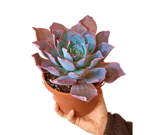 Echeveria Afterglow M17_0