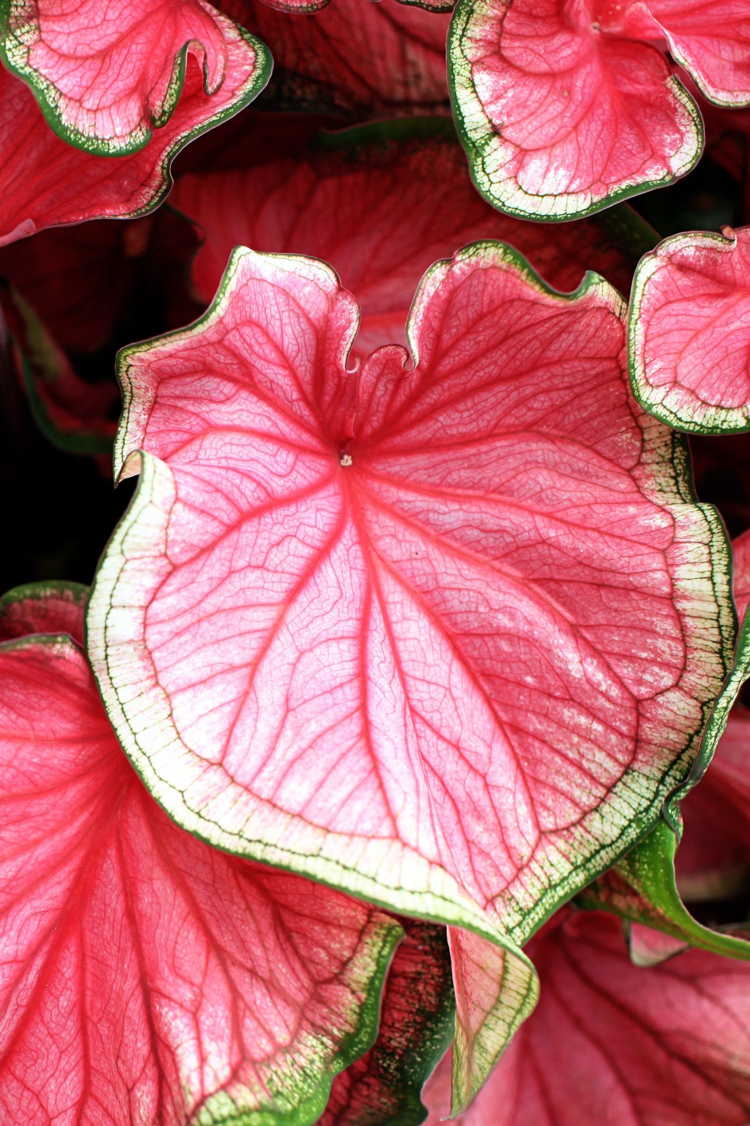 Caladio - Caladium 'carnaval' - Altura 40-50cm - ⌀17cm_3