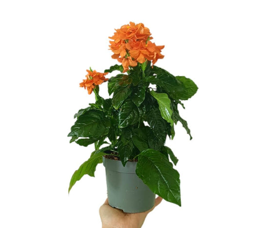 Crosandra Fortuna M13_0