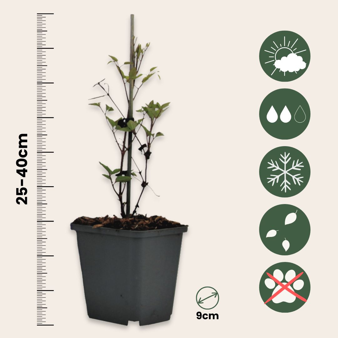 Clemátide - 6 Pzs - Clematis Hybrid - Altura 25-40cm - ⌀9cm