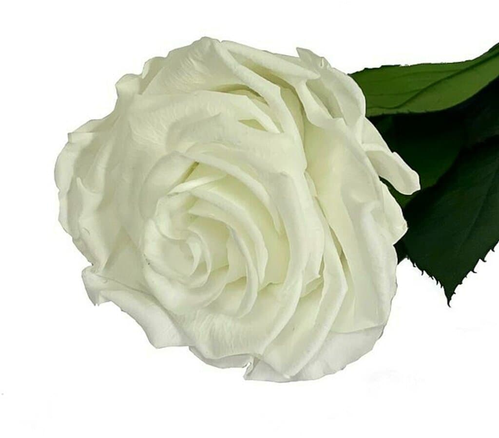 Mundo Eterno Rosa Preservada Blanca 25cm_0