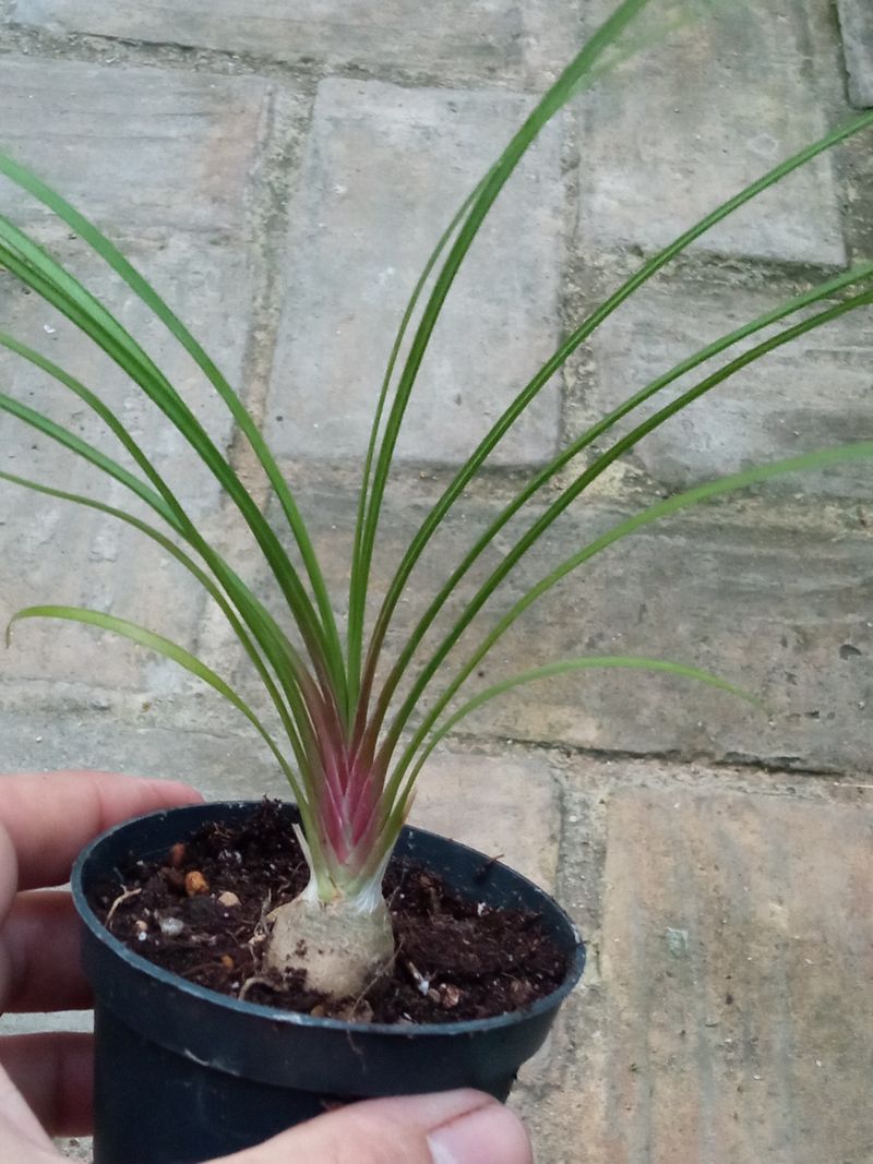 Mini Nolina Romy Beucarnea Pata Elefante Interior_0
