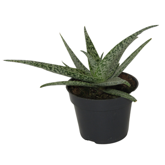 Aloe Lizard Lips Planta Suculenta Con Hojas Únicas Para Decoración Interior_0