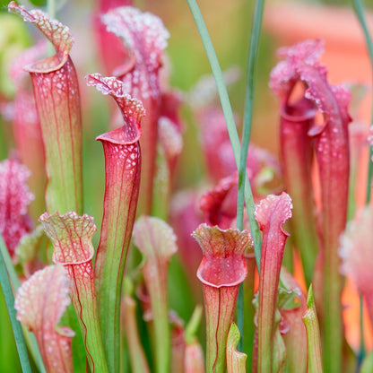 Plantas Carnívoras 6 Sarracenia_3