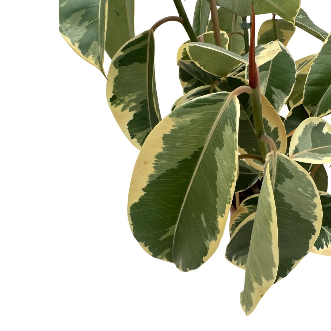 Ficus Tineke Planta Perfecta Para Exterior O Interior_1