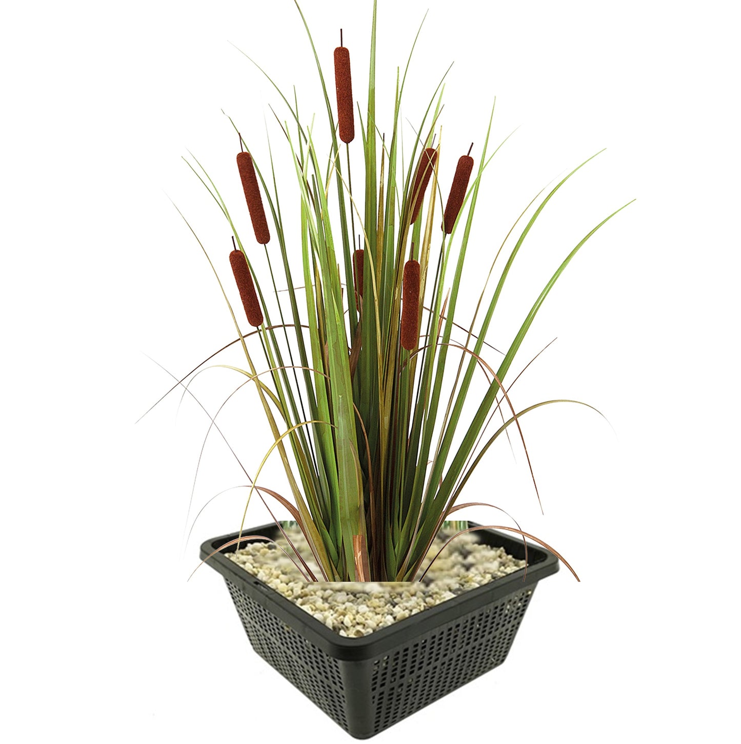 Espadaña Typha Latifolia Planta Estanque - Set 4 Plantas Con Cesta Y Sustrato_0
