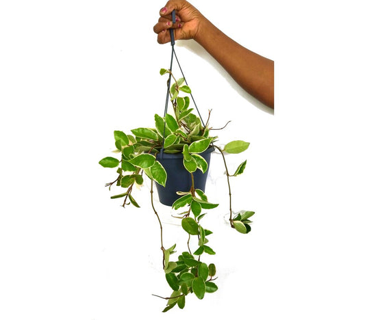 Hoya Carnosa Variegata M20_0