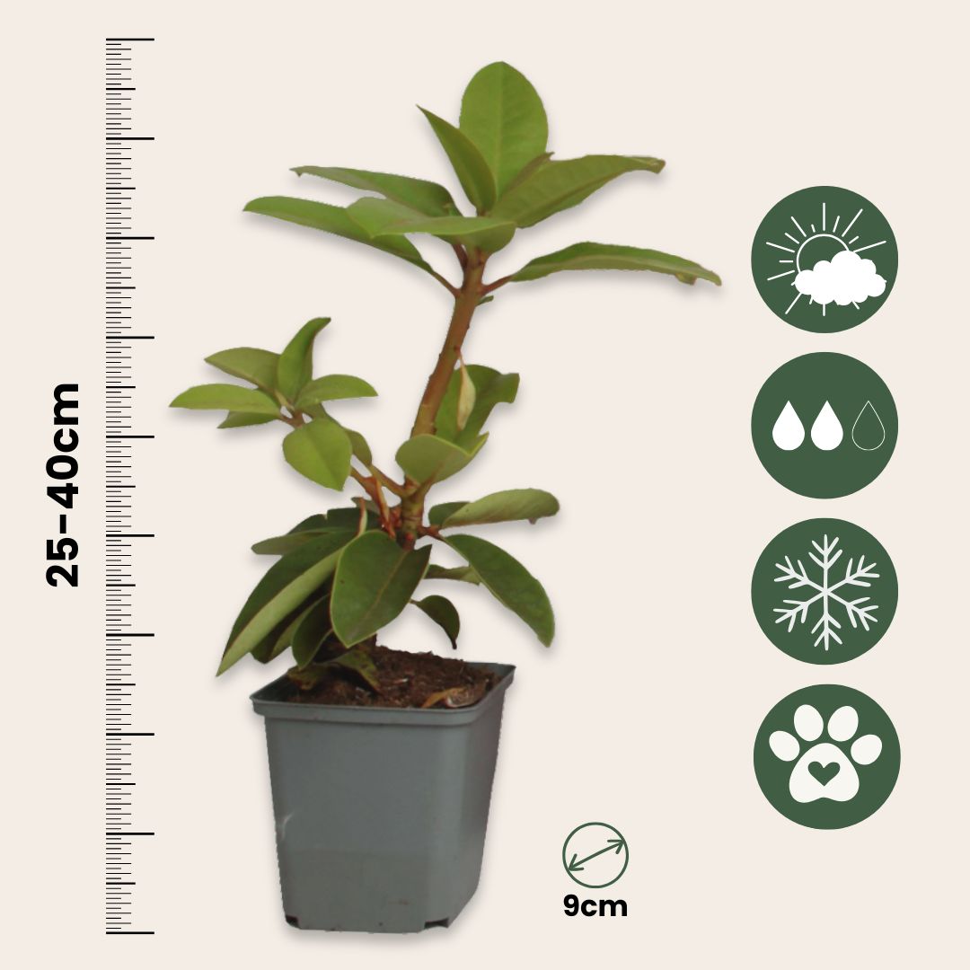 Rododendro - 3 Pzs - Rhododendron Catawbiense - Altura 25-40cm - ⌀9cm_2