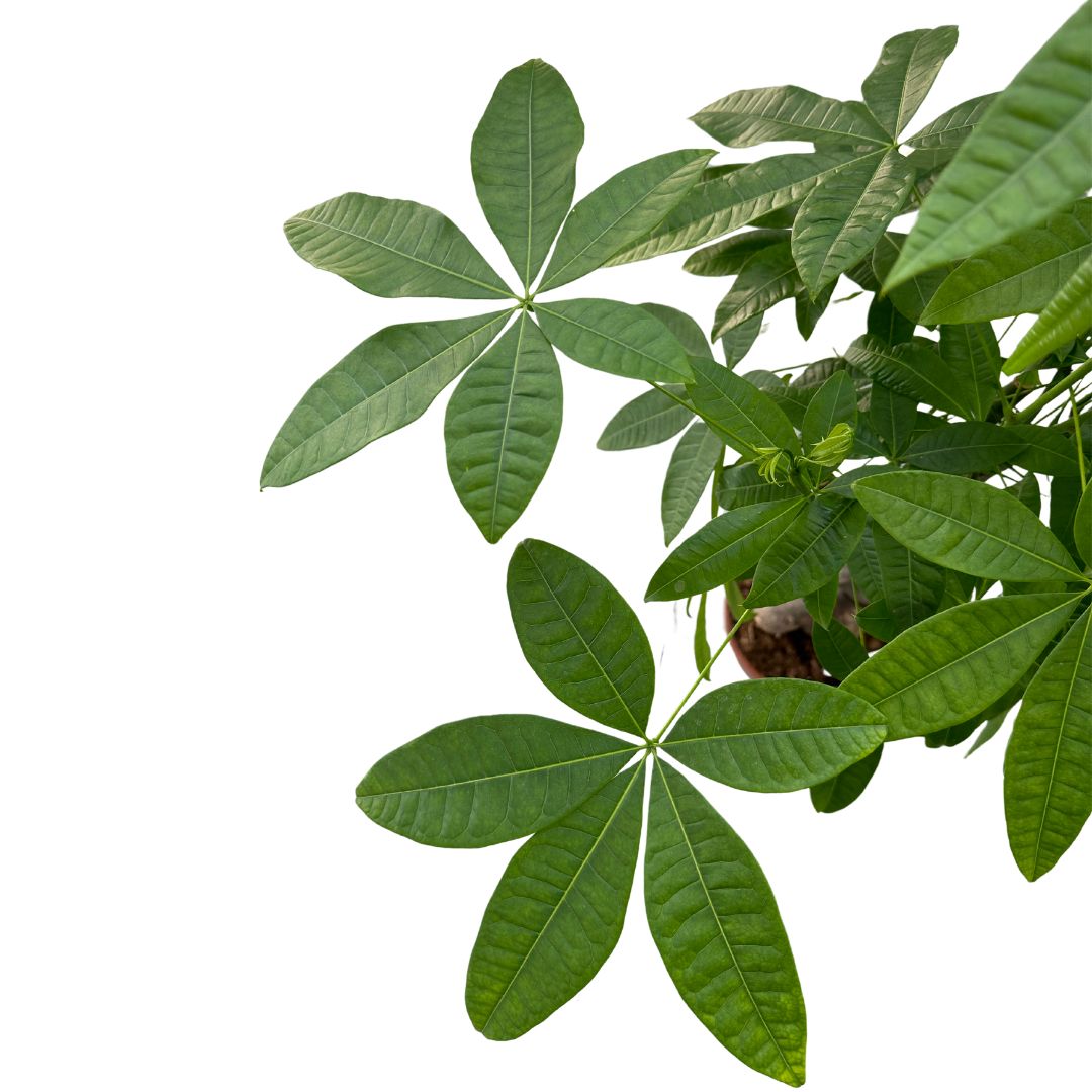 Pachira Tronco Trenzado Planta De Interior (pachira Aquatica)