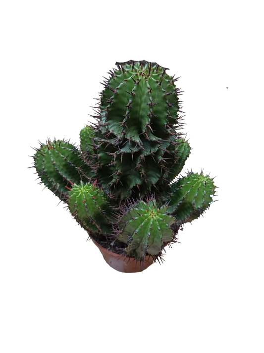 Planta Cactus Euphorbia Horrida Ø8 Cm_0