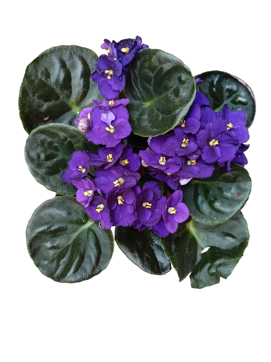 Violeta Surtida Africana Saint Paula Planta De Interior Ø9_0
