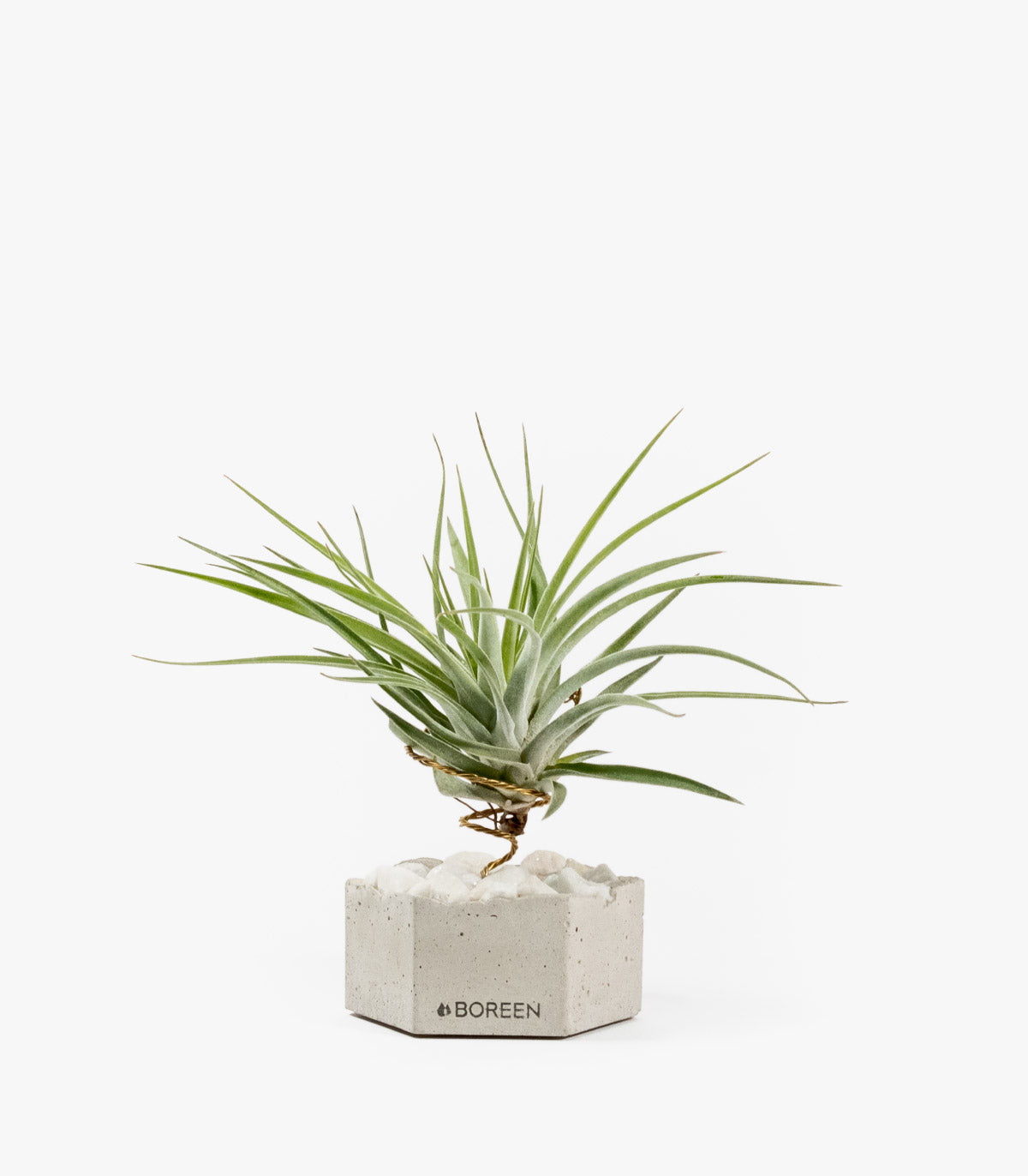 Planta De Aire Tillandsia Velickiana Con Hexágono De Hormigón Y Piedras Blancas_0