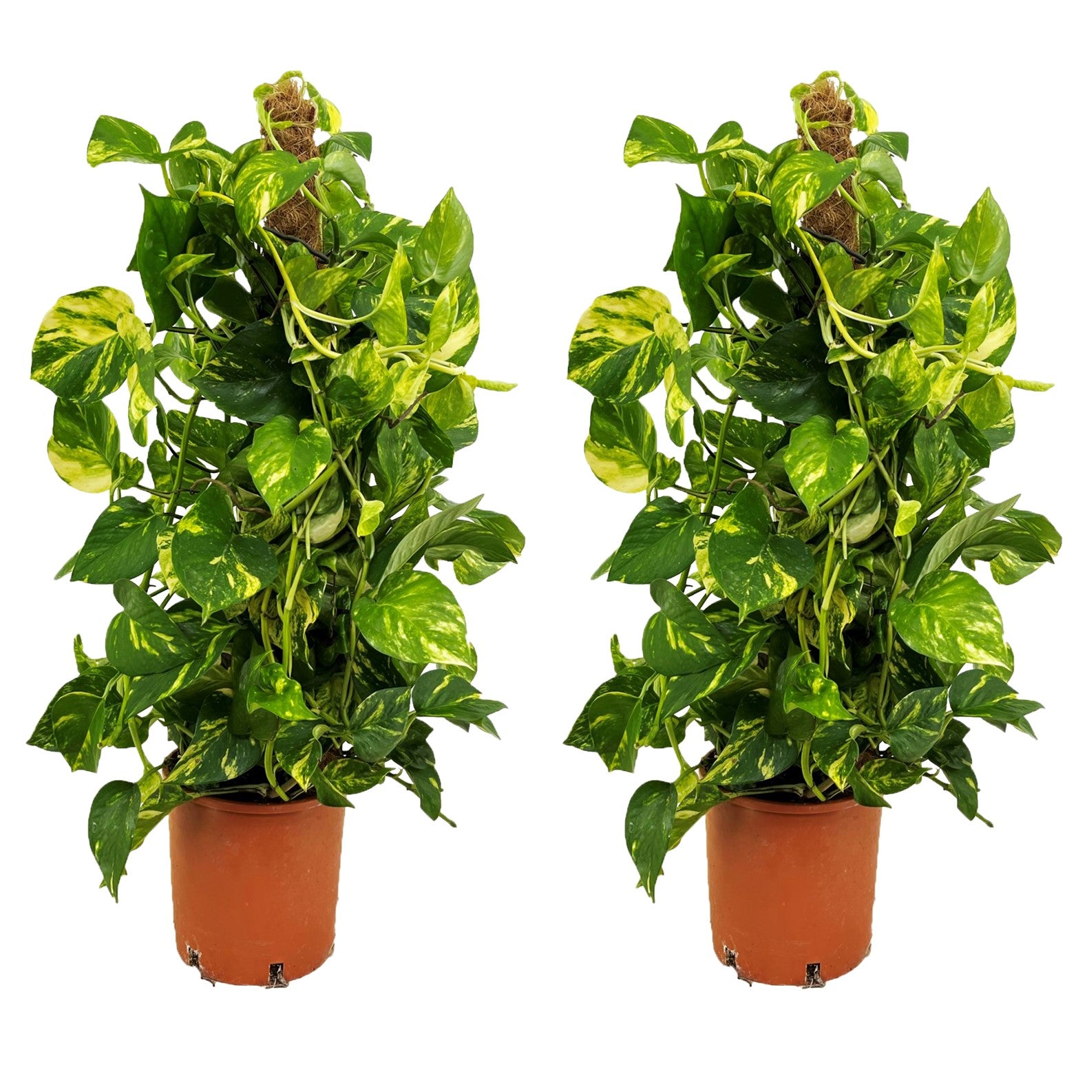 Potho Neón - 2 Pzs - Epipremnum Scindapsus 'aureum' - Altura 80-90cm - ⌀21cm_0