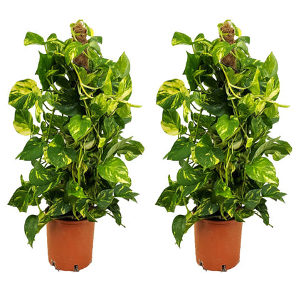 Potho Neón - 2 Pzs - Epipremnum Scindapsus 'aureum' - Altura 80-90cm - ⌀21cm_0