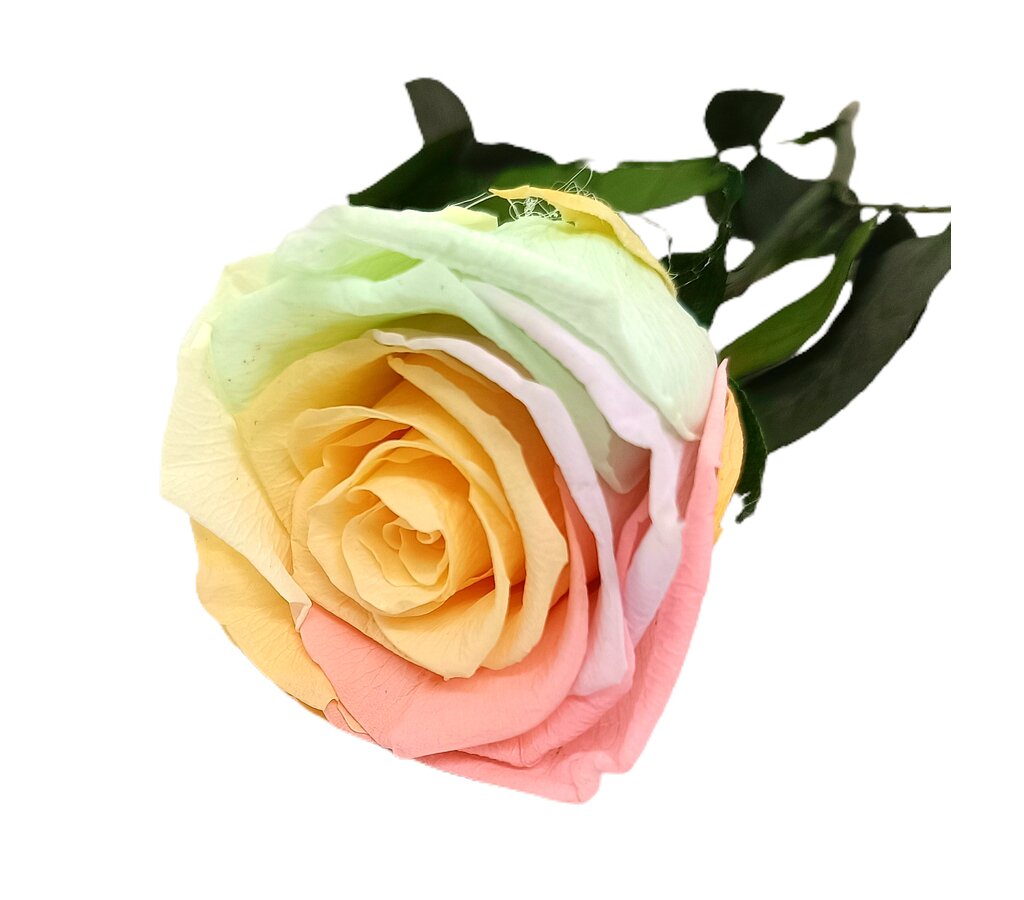 Mundo Eterno Rosa Preservada Multicolor Pastel 55cm_0
