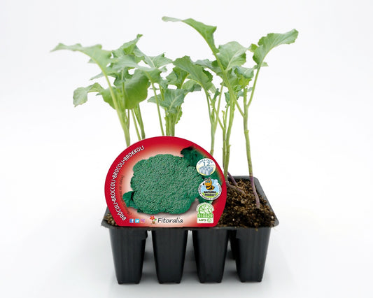 Pack Plantones Brócoli 12 Ud. Natural - Fitoralia