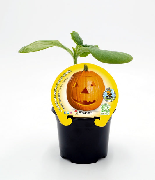 Plantón calabaza Halloween en maceta 10,5 cm. natural - Fitoralia_0