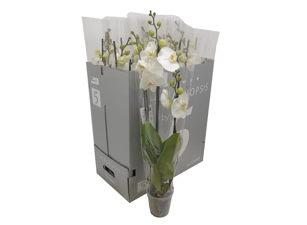 Phalaenopsis Blanco 3 Tallos M12_0
