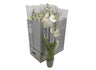 Phalaenopsis Blanco 3 Tallos M12