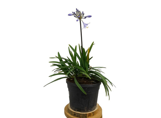 Agapanthus Africanus (peter Pan) M19 50cm_0