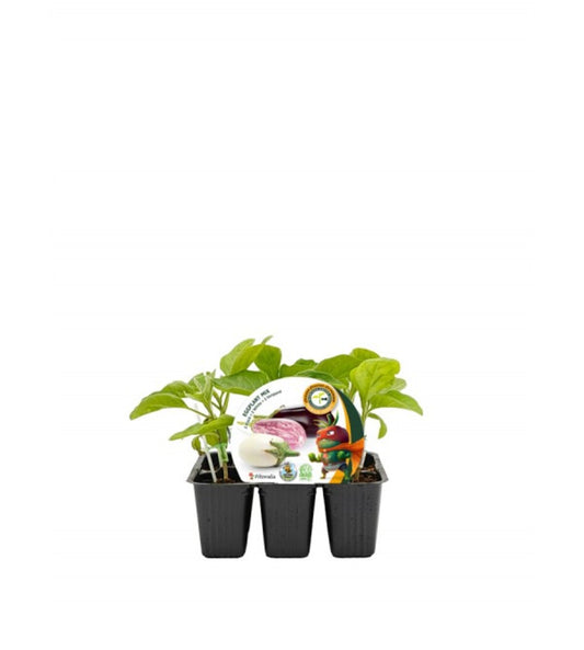 Pack Plantones Injertado Berenjenas Eggplant Mix 6 Ud. Natural - Fitoralia_0