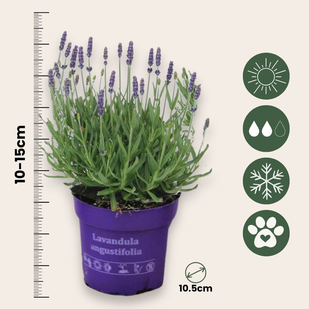 Lavanda - 6 Pzs - Lavandula Angustifolia - Altura 10-15cm - ⌀105cm_2