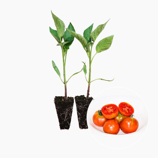 Plantón Tomate Penjar Patatera 6 Unidades - PlantaBo_0