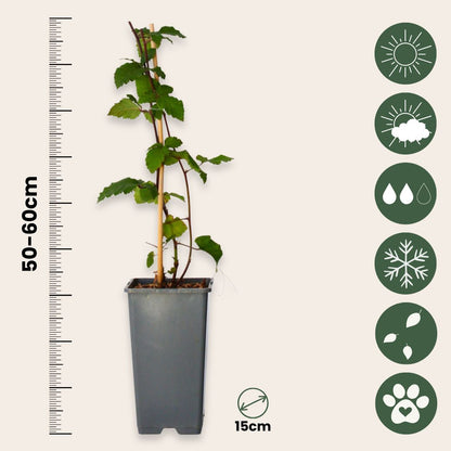 Zarzamora - 2 Pzs - Rubus Fruticosus 'thornfree' - Altura 50-60cm - ⌀15cm_2