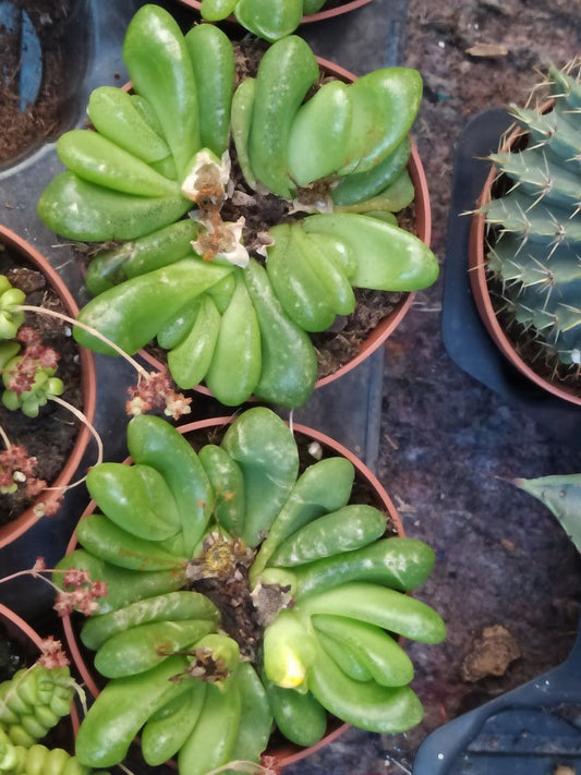 Glottiphyllum Pygmaeum Planta Suculenta Ø8_0