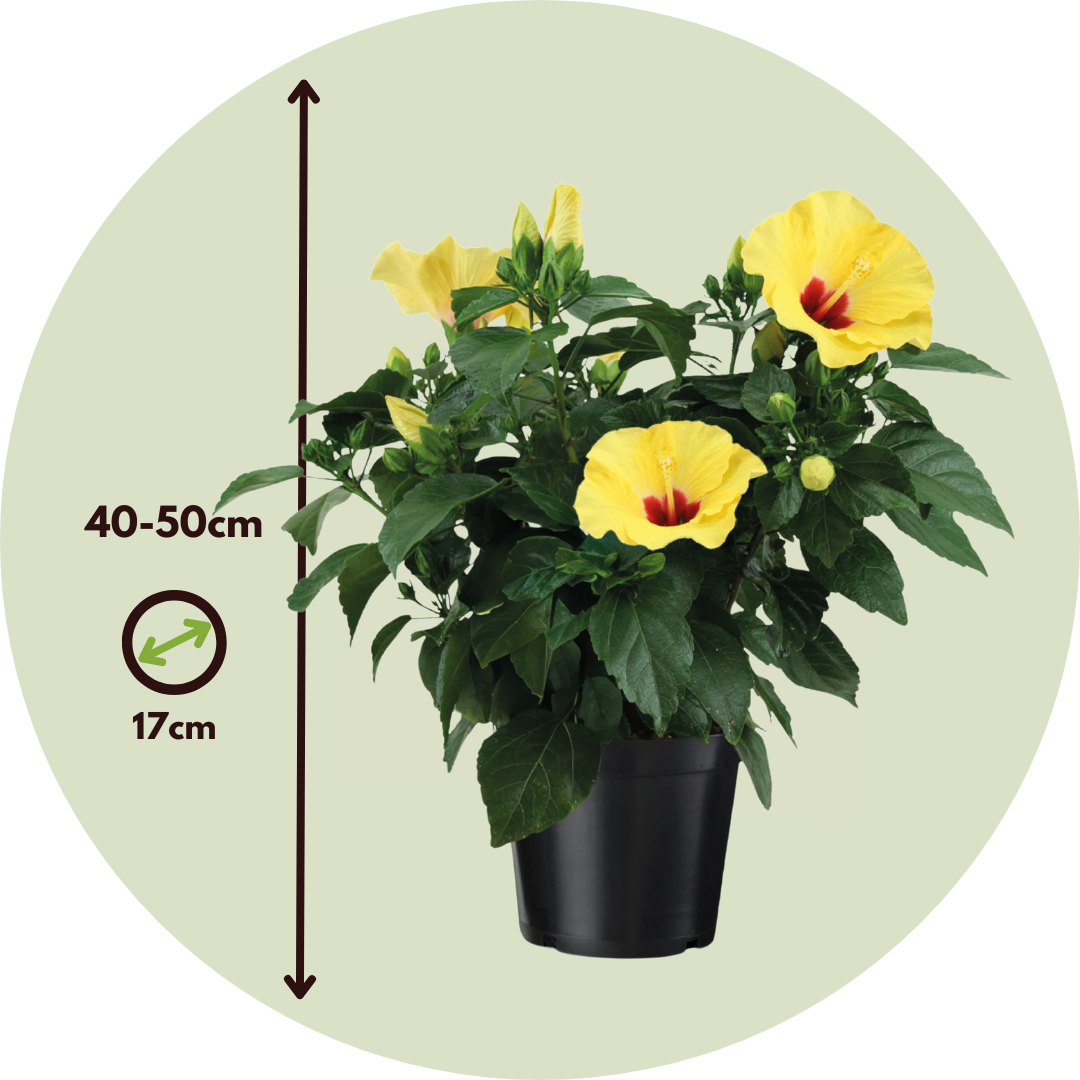 Rosa De China Amarilla - Hibiscus Rosa-sinensis - Altura 40-50cm - Ø17cm_2