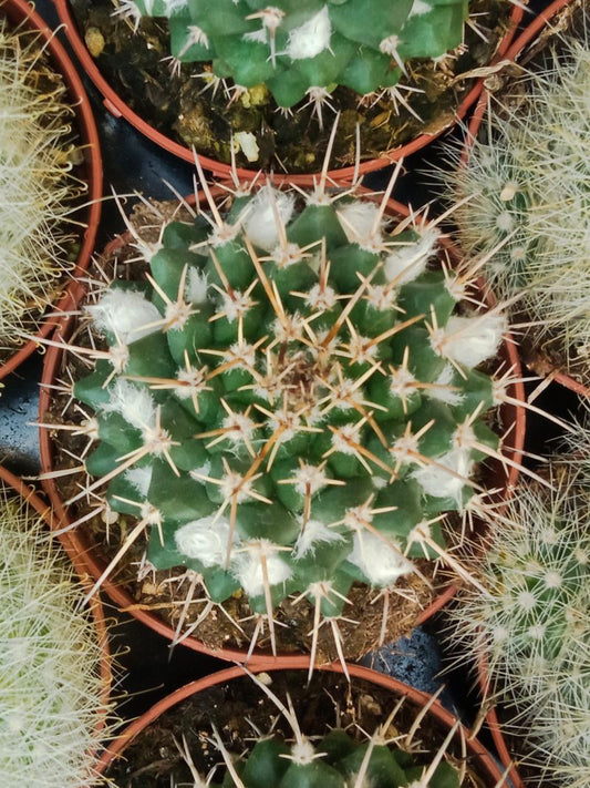 Mammillaria Nejapensis Cactus  Planta Suculenta_0