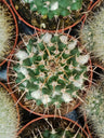 Mammillaria Nejapensis Cactus  Planta Suculenta