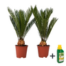 Palma De Sagú - 2 Pzs - Cycas Revoluta - Altura 45-60cm - ⌀15cm