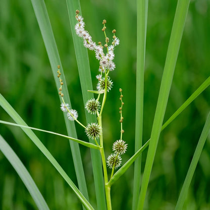 Platanaria - Sparganium Erectum - 12 Plantas_2