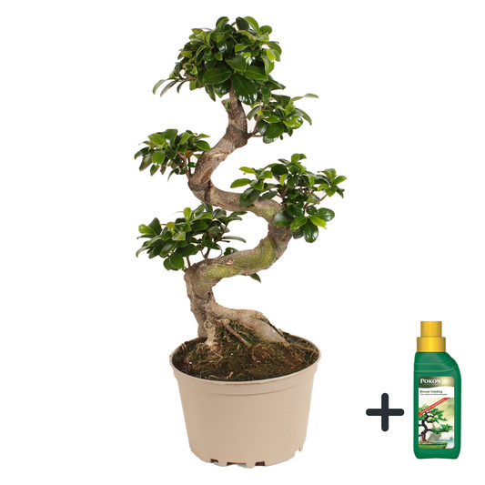 Laurel De Indias - Ficus Microcarpa 'ginseng' - Altura 60-70cm - ⌀22cm_0