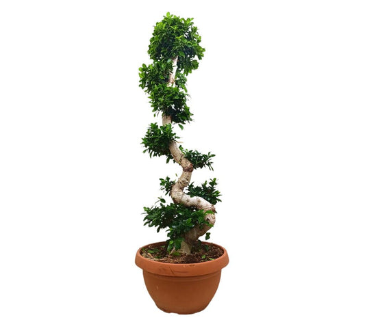Ficus Microcarpa Compacta Forma S M55 160-180cm_0