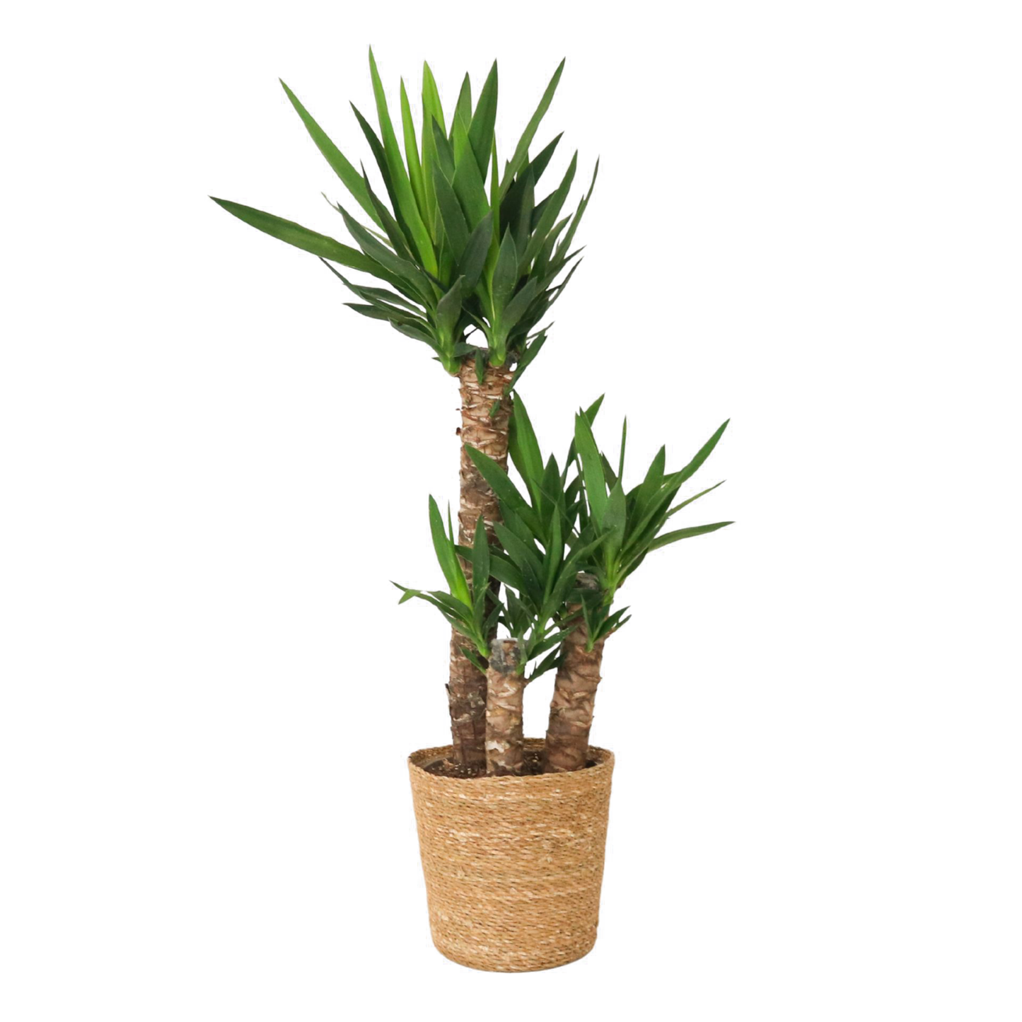Yuca Pie De Elefante - Yucca Elephantipes - Altura 70-80cm - ⌀21cm