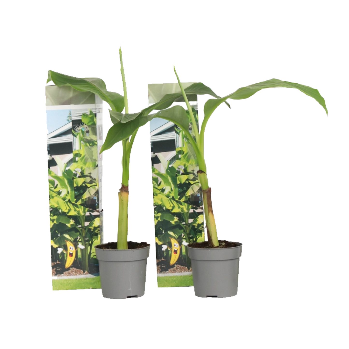 Platanera - 2 Pzs - Musa Basjoo - Altura 25-40cm - ⌀9cm