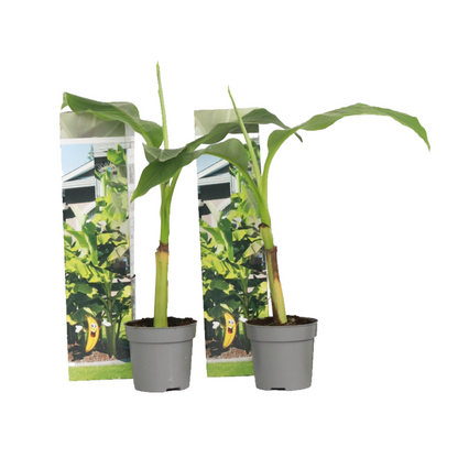 Platanera - 2 Pzs - Musa Basjoo - Altura 25-40cm - ⌀9cm