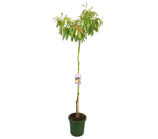 Aguacate Hass M40 230cm_0
