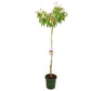 Aguacate Hass M40 230cm