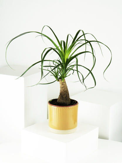 Nolina Beaucarnea | Altura 50cm - Maceta 17cm