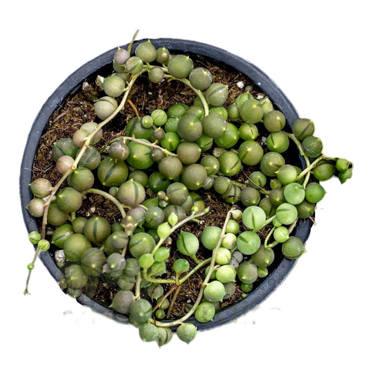 Senecio Rowleyanus [m10,5] (planta Rosario, Collar De Perlas); Planta Suculenta Colgante; Curiosarium; Maceta 10,5 Cm_0
