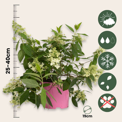Hortensia - 2 Pzs - Hydrangea Paniculata 'confetti' - Altura 25-40cm - ⌀19cm
