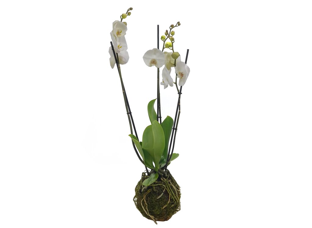 Kokedama Phalaenopsis Blanca 3 Tallos 70cm_0